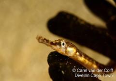 Syngnathus temminckii