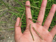Paspalum plicatulum