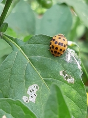 Henosepilachna vigintioctopunctata