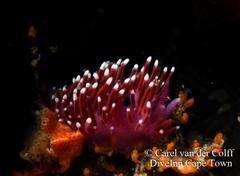 Paraflabellina funeka