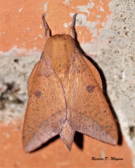 Adeloneivaia subangulata