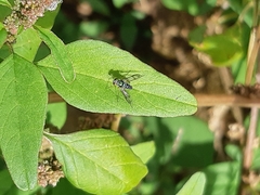 Diptera