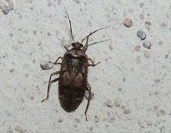 Calocorisca