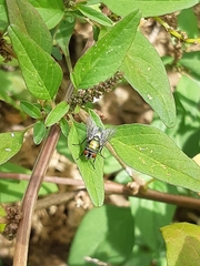 Diptera