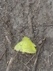 Abaeis mexicana