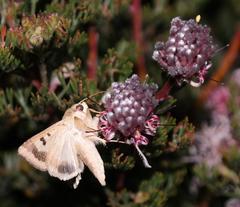 Serruria pedunculata