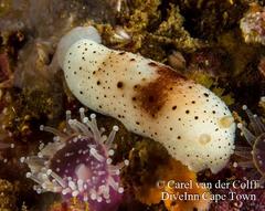 Cadlina