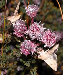 Serruria pedunculata