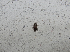 Calocorisca