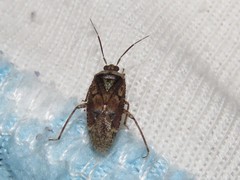 Calocorisca