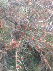 Allocasuarina paludosa
