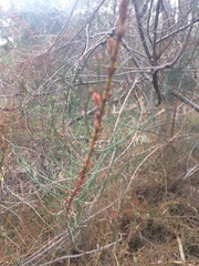 Allocasuarina paludosa