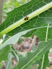 Illeis galbula