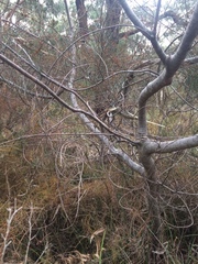 Allocasuarina paludosa