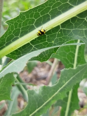 Illeis galbula