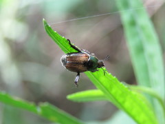 Callirhinus metallescens