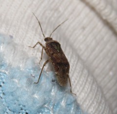 Calocorisca