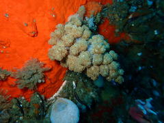 Eunephthya thyrsoidea