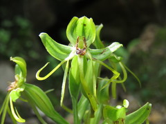 Habenaria jaliscana