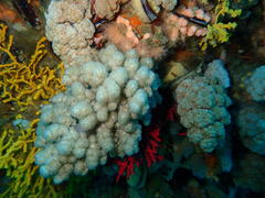 Eunephthya thyrsoidea