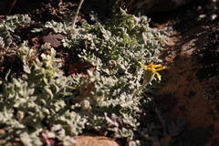 Senecio albifolius