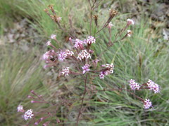 Stevia viscida