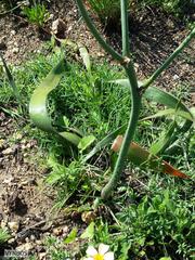 Trachyandra muricata