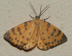 Veniliodes pantheraria