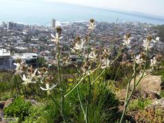 Trachyandra muricata