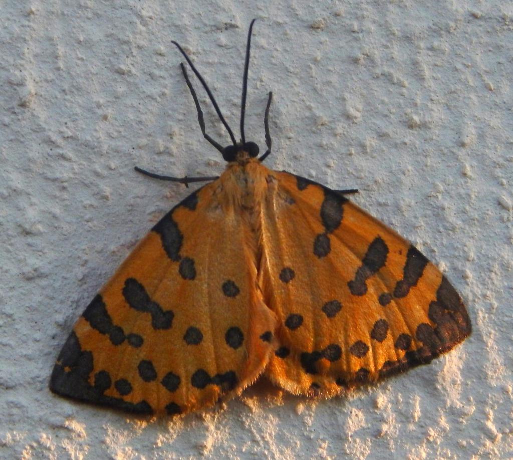 Veniliodes pantheraria