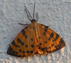Veniliodes pantheraria