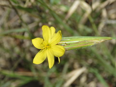 Sisyrinchium pringlei