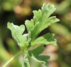 Pelargonium fulgidum