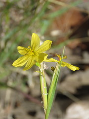 Sisyrinchium pringlei