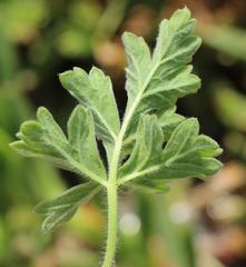 Pelargonium fulgidum