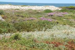 Pelargonium fulgidum