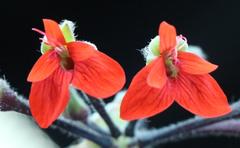 Pelargonium fulgidum