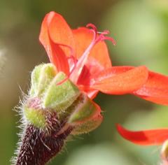 Pelargonium fulgidum