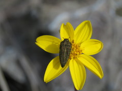 Acmaeodera cuprina