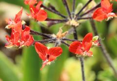 Pelargonium fulgidum