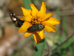 Acmaeodera cuprina