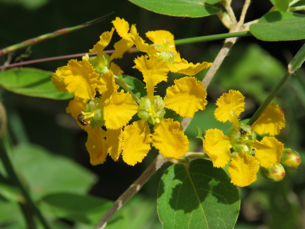 Aspicarpa brevipes