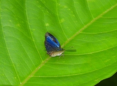 Theclopsis gargara