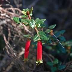 Correa reflexa speciosa