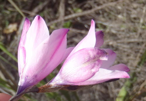 Dierama pendulum, photograph 5