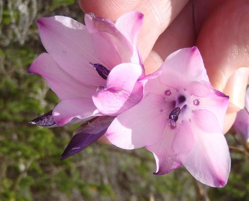 Dierama pendulum, photograph 6