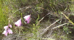 Dierama pendulum