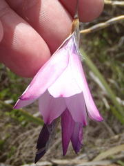 Dierama pendulum