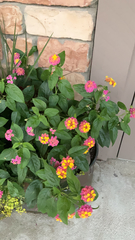 Lantana