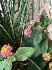 Lantana